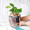 Gift Money Plant In Rose Gold Pot