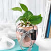 Money Plant In Rose Gold Pot Online