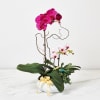 Phalaenopsis Online