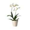 Phalenopsis Plant Online