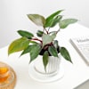 Gift Philodendron Pink Princess In White Lining Vase