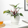 Philodendron Pink Princess In White Lining Vase Online