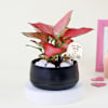Pink Blush Mother's Day Gift Plant Online