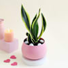 Buy Pink Planter with Snake Plant
