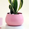 Shop Pink Planter with Snake Plant