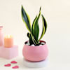 Pink Planter with Snake Plant Online