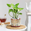 Gift Planted Promise