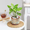 Buy Planted Promise