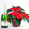 Poinsettia Plant and Sparkling Wine Online