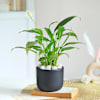 Shop Prosperity Duet