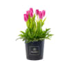 Rosatel Tulip Hatbox Online