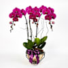 Royal prosperity Purple Phalaenopsis Online