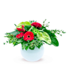 SAY IT THROUGH FLOWERS Online