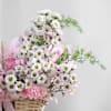 Shop Seeds of Inspiration