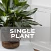 Single Plant Online