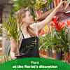 SINGLE PLANT Online