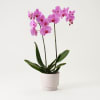 Single plant Phalaenopsis, pink Online