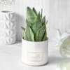 Snake Plant Online