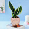 Gift Snake Plant in Copper Planter