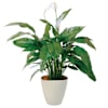 Spathiphyllum in pot Online