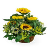 Summer Basket Online