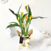 Gift Sunset Calla Lily Potted Plant Gift