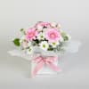 Sweet Gerberas Online