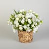 Sympathy Rose Basket Online