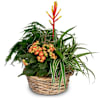 Symphony of plants Online