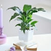 Shop The Lavender Indulgence