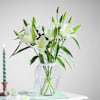 Vanilla Lily Dream Online
