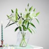 Vanilla Lily Dream Online