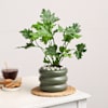 Gift Verdant Vitality