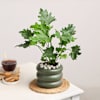 Buy Verdant Vitality