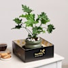 Shop Verdant Vitality