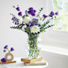 Gift Violet Vineyard