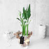 Gift White Calla Lily Potted Plant Gift