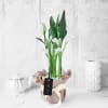 White Calla Lily Potted Plant Gift Online