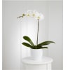 White Orchid Planter Online