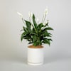White Peace Lily Online