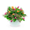 WILD SPRING Online