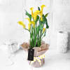 Gift Yellow Calla Lily Potted Plant Gift