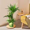 Yucca Plant Online