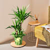 Yucca Plant Online