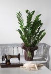 Zamia Plant Online