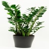 Zamioculcas Online