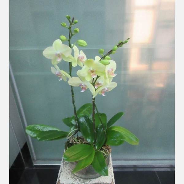 3 Stems Orchid Plant