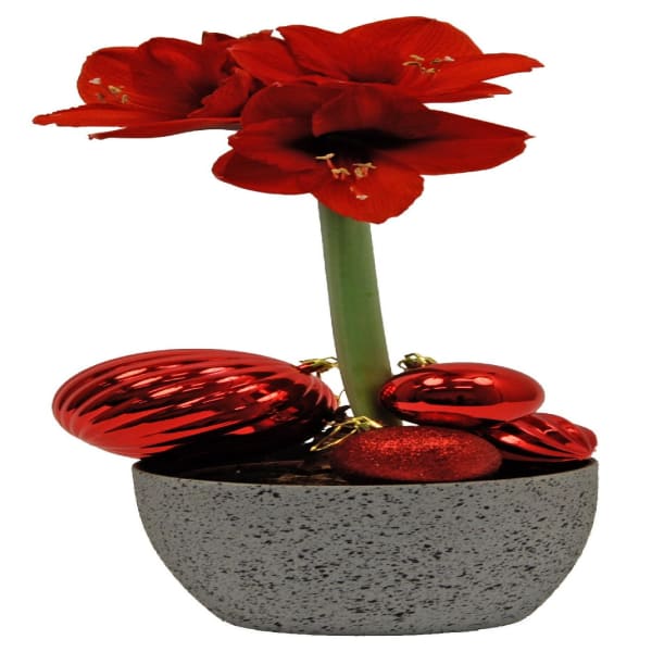 Amaryllis