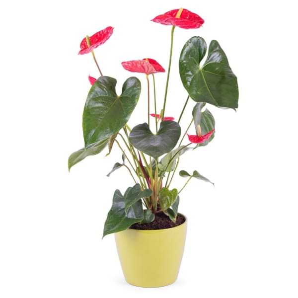 Anthurium Plant