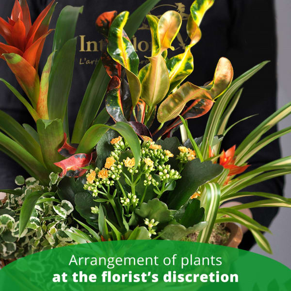 Arrangement of Plants